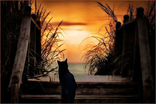На закате. - кот - оригинал