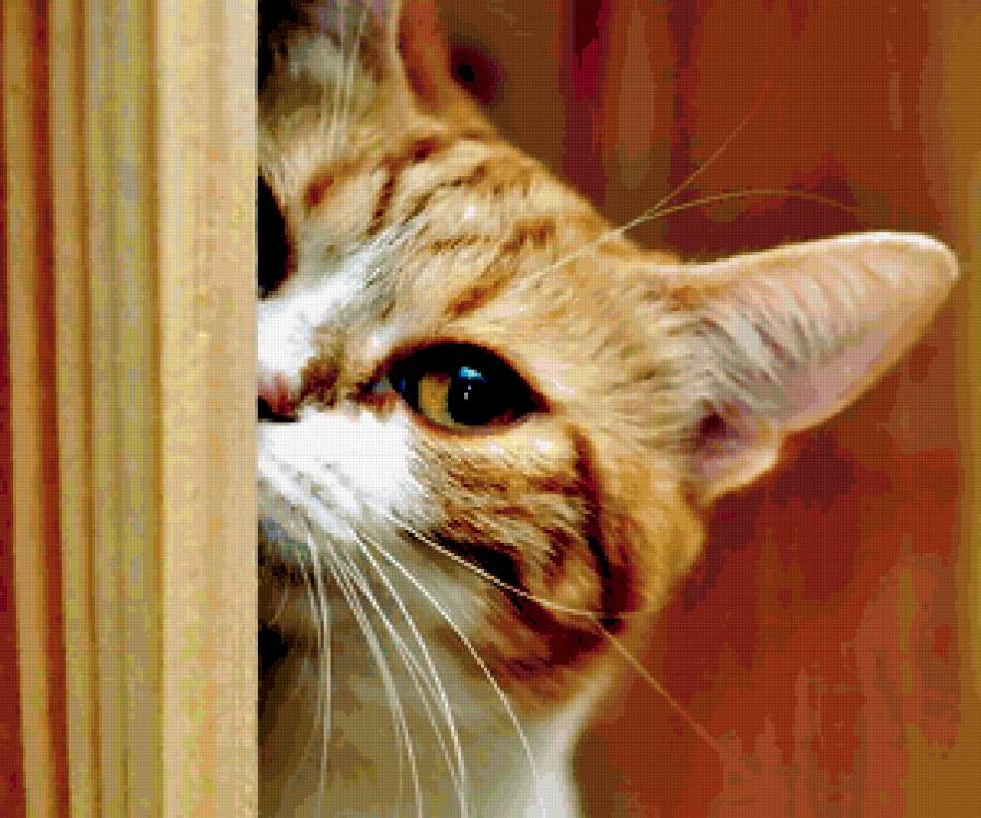 А  я стесняюсь:-) - кот - предпросмотр