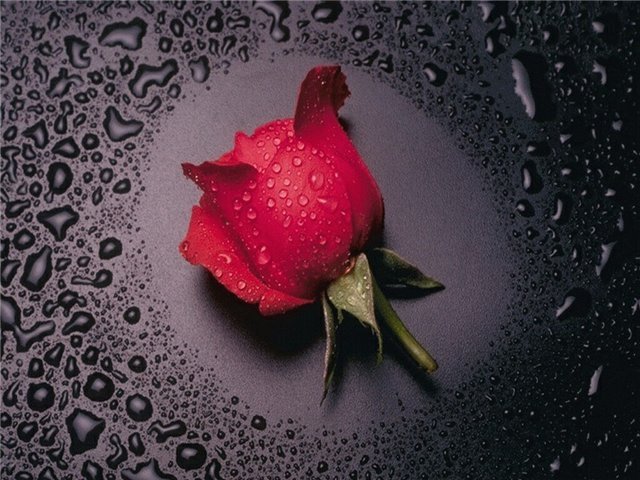 Бутон розы. - роза - оригинал