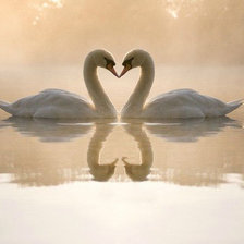 Схема вышивки «Лебеди.»
