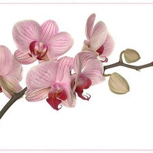 Оригинал схемы вышивки «орхидея» (№267354)