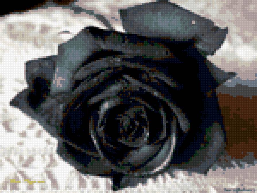 черная роза/1 - цветы - предпросмотр