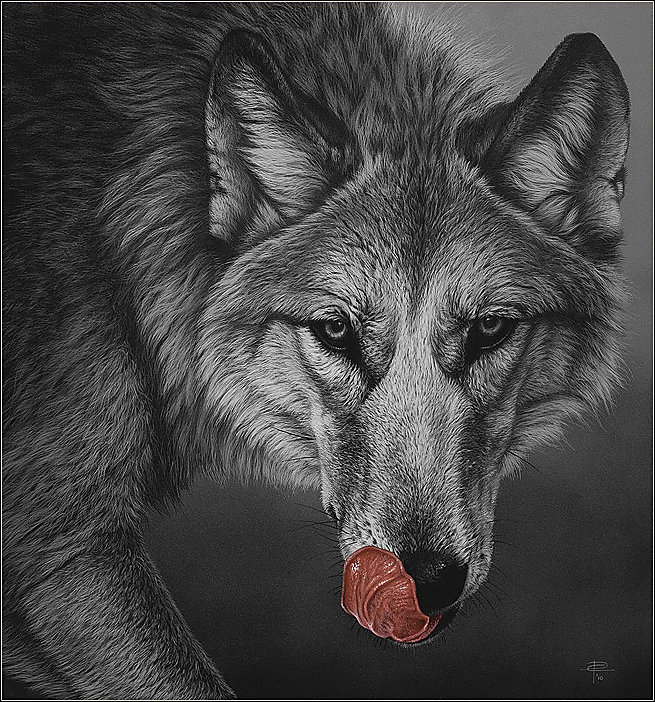 Серия "Волки" - волки, животные - оригинал