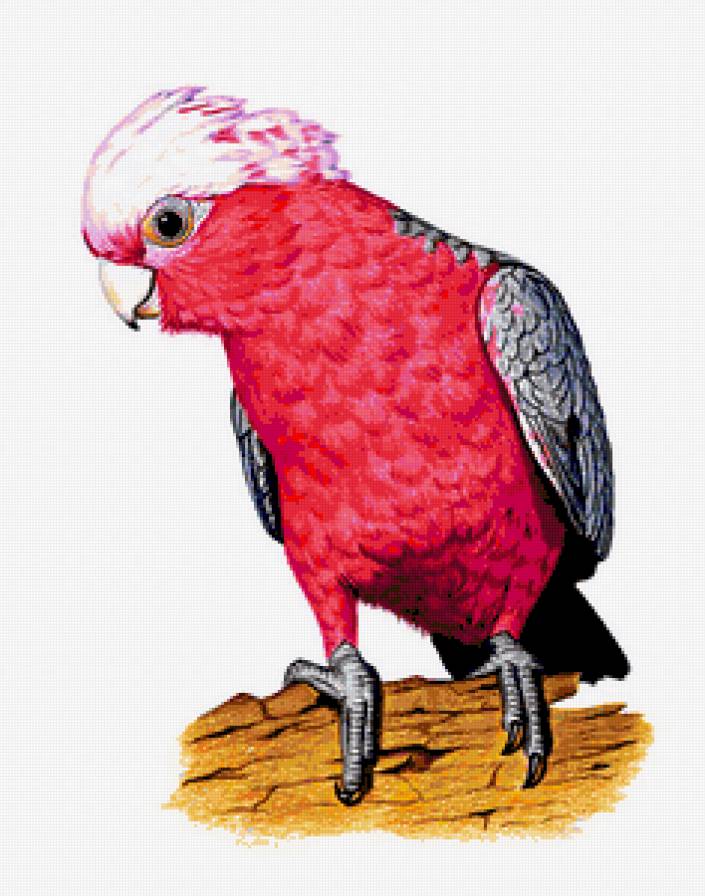 Серия "Птицы" - птицы, попугаи - предпросмотр