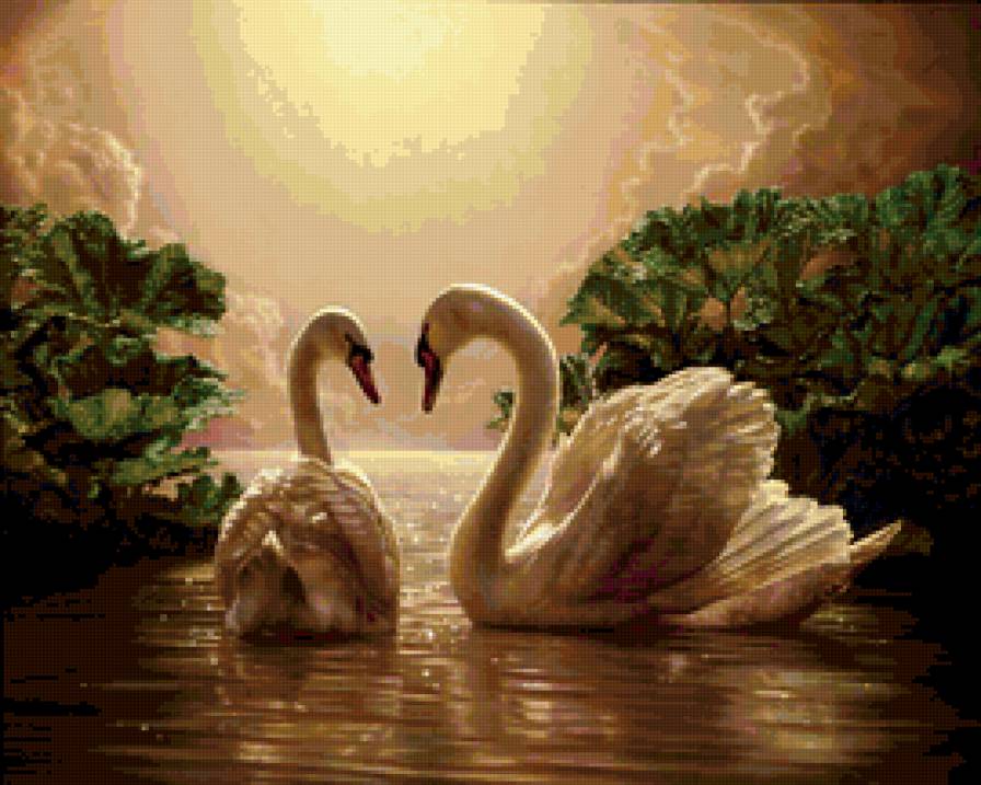 пара лебедей - лебеди - предпросмотр