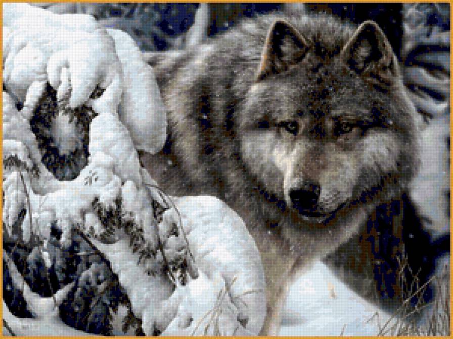 Серия "Волки" - зима, волки, животные, пейзаж, лес - предпросмотр