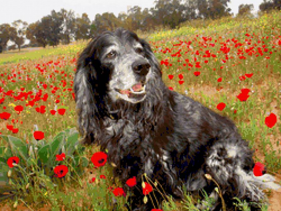 Джек - собака - предпросмотр