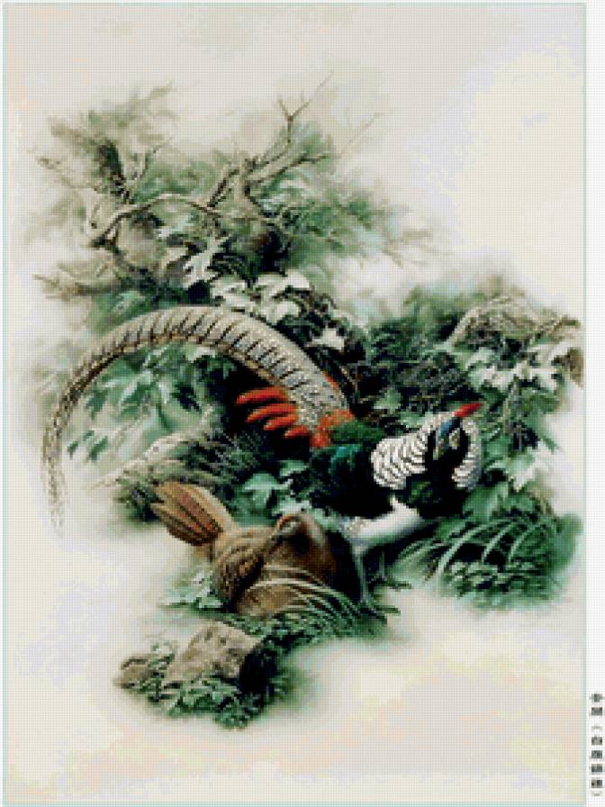 фазан - птицы - предпросмотр