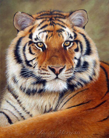 тигр - картина, животные, фауна, тигр, природа - оригинал