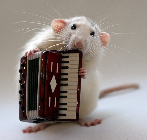 №267849 - животные - оригинал