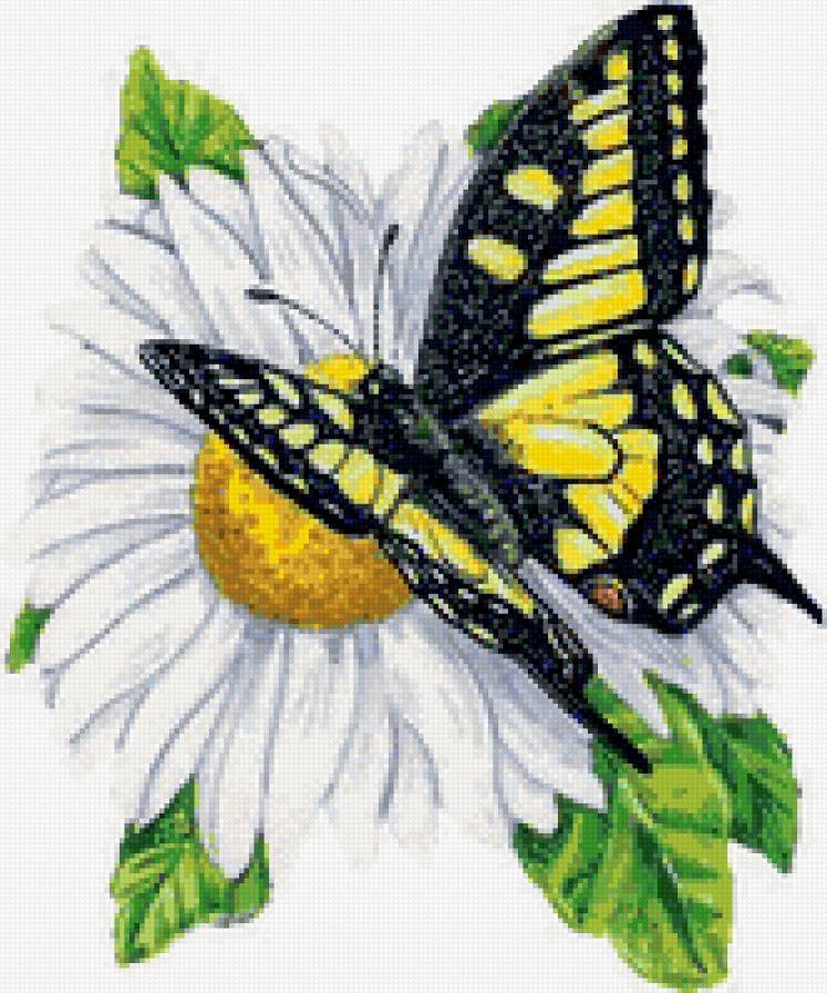 бабочка цветы - бабочка цветы - предпросмотр