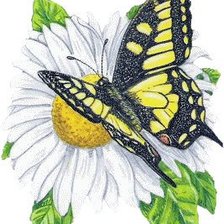 Схема вышивки «бабочка цветы»