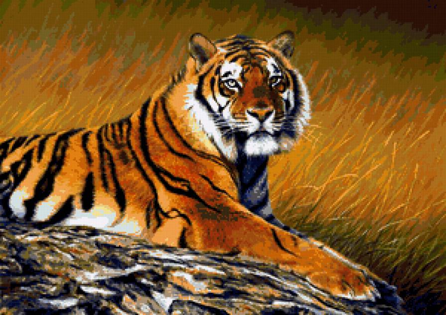 тигр - животные - предпросмотр