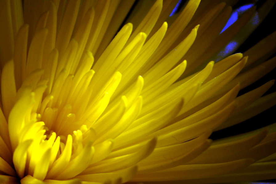 Желтая хризантема - желтый, хризантема, цвет, цветы, растения - оригинал