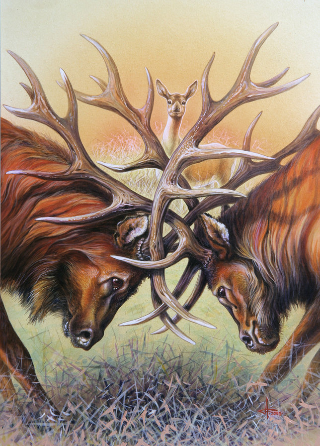 Противостояние - животные, олени - оригинал