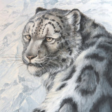 Схема вышивки «Взгляд ирбиса»