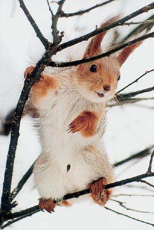 белочка - животные - оригинал