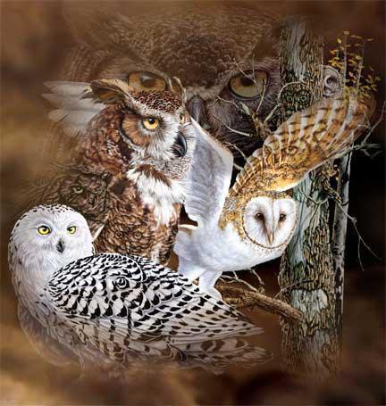 совы - оригинал