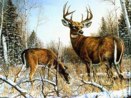 олени - оригинал