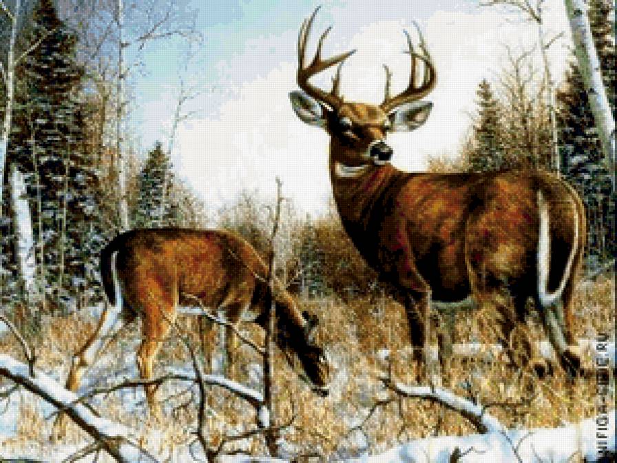 олени - предпросмотр