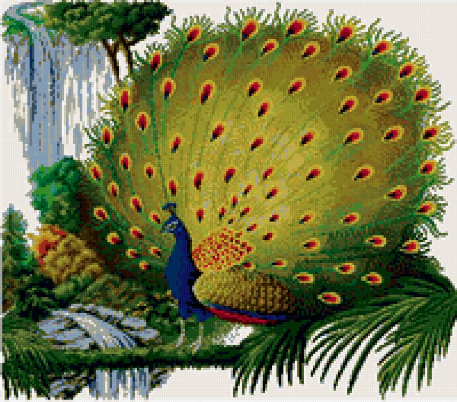 яркий павлин - птица - предпросмотр