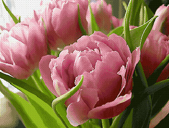розовые тюльпаны - тюльпаны, цветы - оригинал