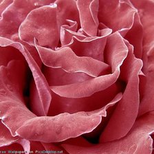 Оригинал схемы вышивки «бархатная роза» (№268549)