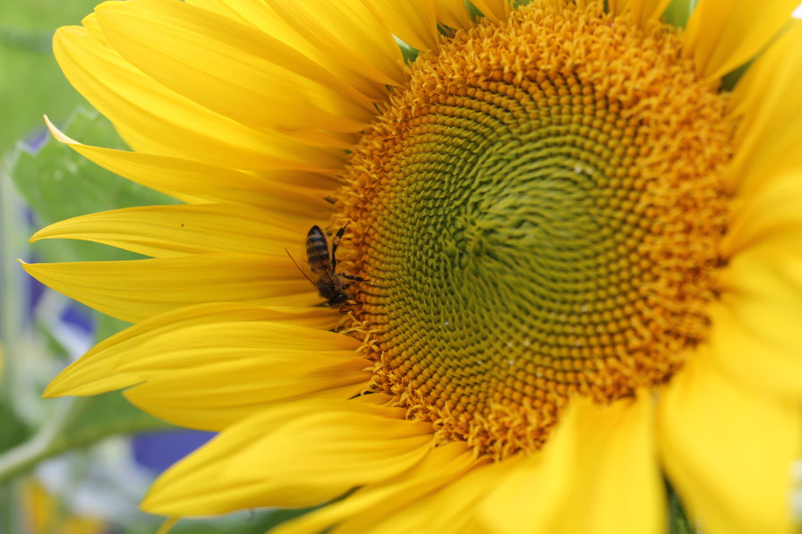 подсолнух - желтые, цветы - оригинал