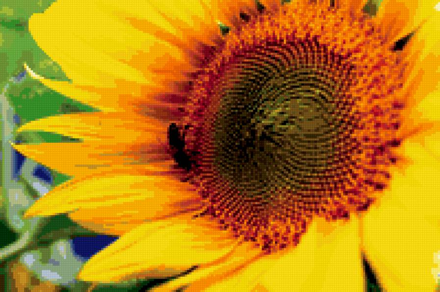 подсолнух - цветы, желтые - предпросмотр