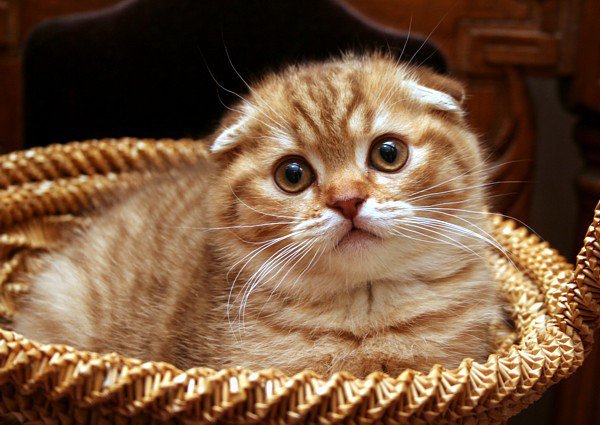 пуся - кошки - оригинал