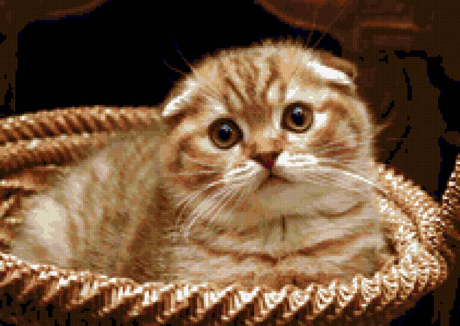 пуся - кошки - предпросмотр