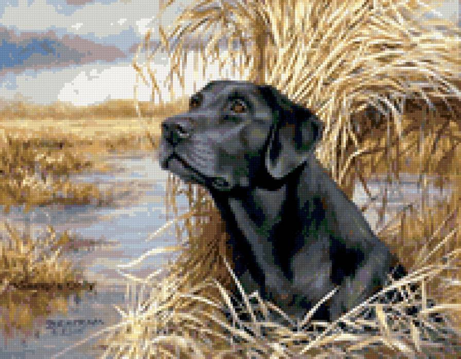 Черный лабрадор - собаки - предпросмотр