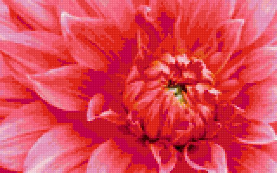 розовый гергин - цветы, цветок, георгин, розовый - предпросмотр