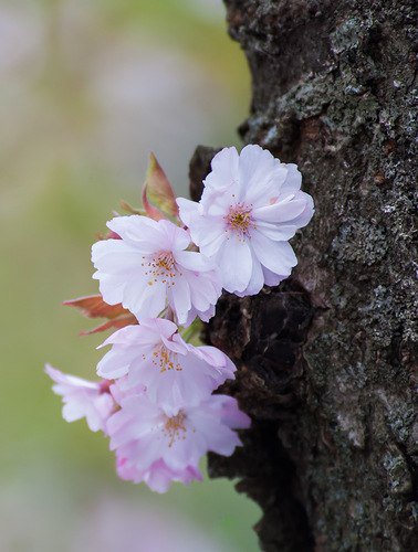 Вот и весна. - цветы - оригинал