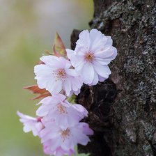 Схема вышивки «Вот и весна.»
