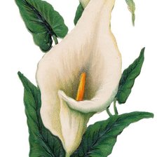 Схема вышивки «цветок»