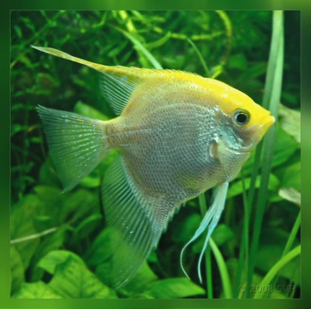 рыбка - оригинал