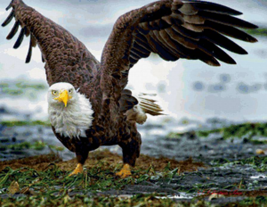 Орел - предпросмотр