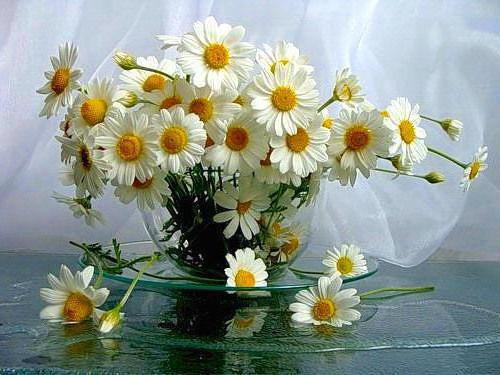 ромашки - оригинал