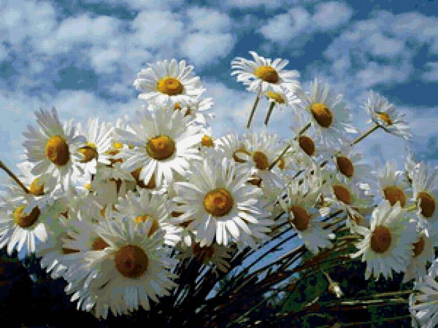 ромашки - предпросмотр