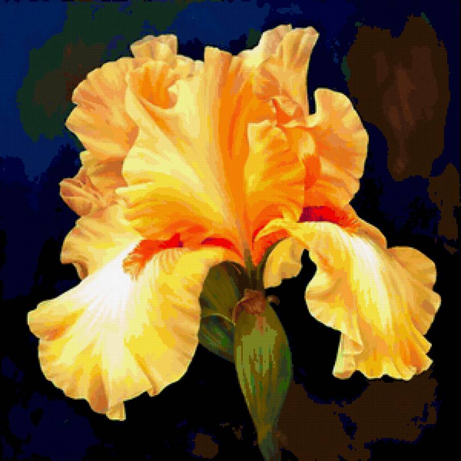 Желтый касатик - цветы, ирис, касатик - предпросмотр