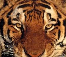 Схема вышивки «Тигр»