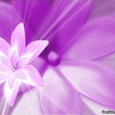 Схема вышивки «ПОДУШКА-ЦВЕТОК»