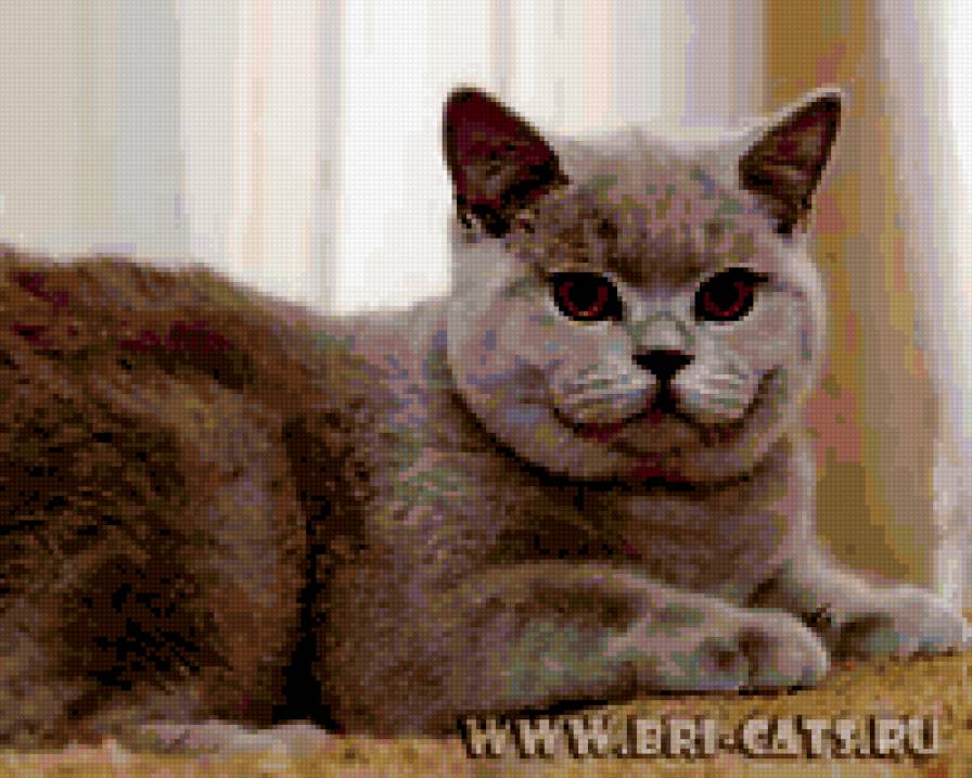 КОТИК - серые, животные, кошки - предпросмотр