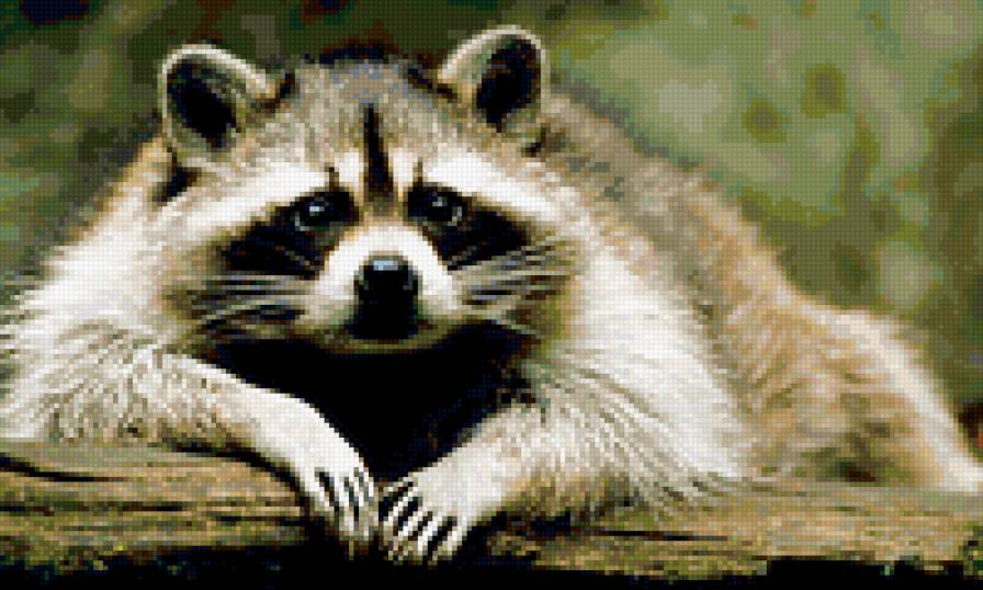 ЕНОТ - животные, енот - предпросмотр