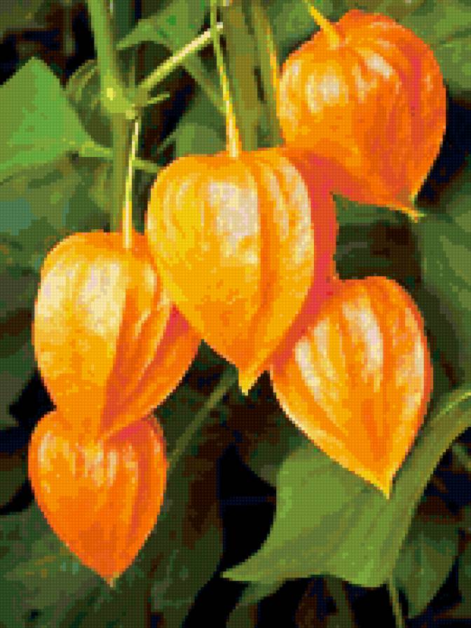 Физалис - растения - предпросмотр