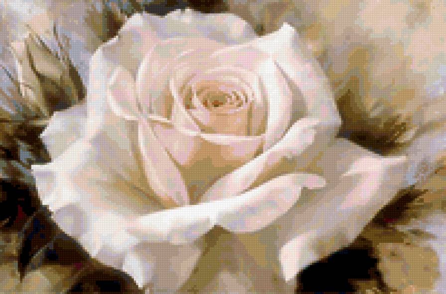 роза белая - цветы розы белые - предпросмотр