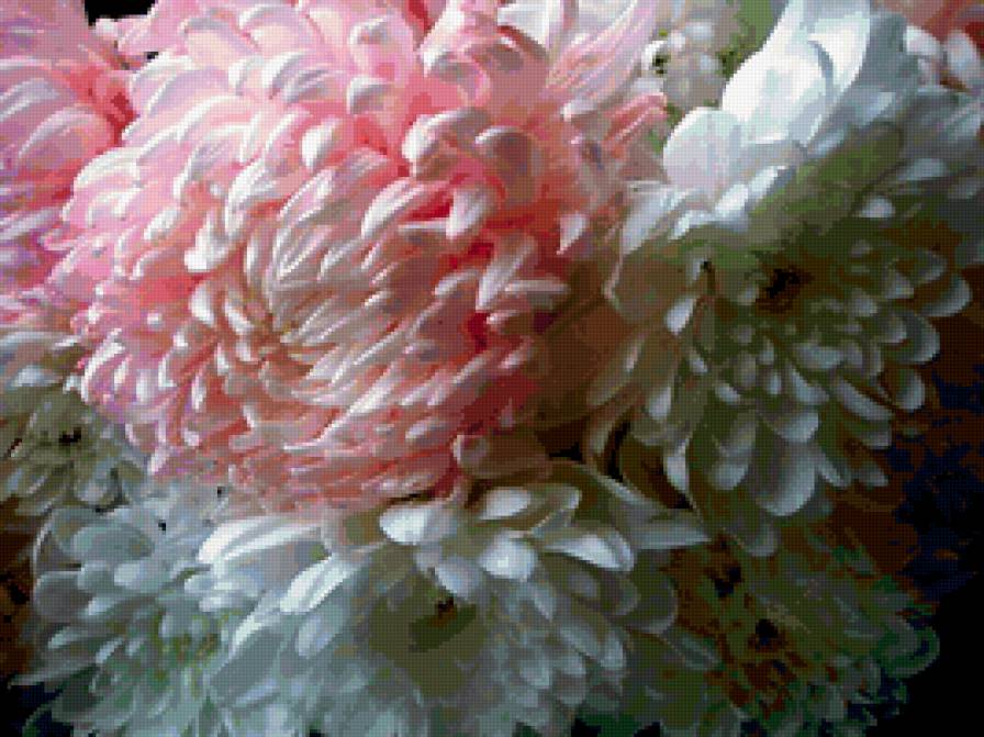 хризантемы - предпросмотр