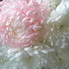 Схема вышивки «хризантемы»