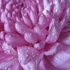 хризантема